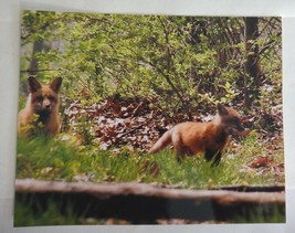 Adorable and amazing Red Fox playing with stick 8x10 photo, Wildlife Pho... - $495.97 MXN