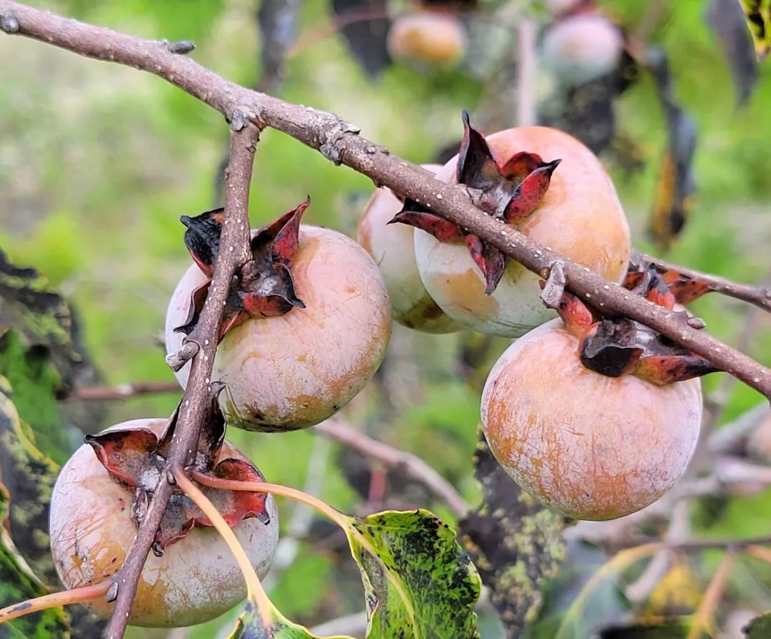 FromUS 5+Seeds American Persimmon Diospyros Virginiana Florida Native Fr... - $3.50