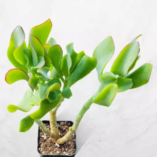 Crassula Arborescens Undulatifolia Ripple Curly Jade 5&#39;&#39;- 6&#39;&#39; rooted in ... - $30.00