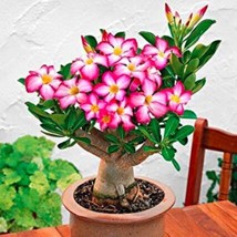 US Seller 1Pc Adenium Seed White Rose Red Colorful Single Flowers Desert... - £10.15 GBP