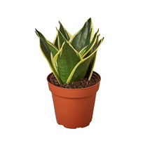 Snake Plant Black Gold-4&quot; Pot - $32.49