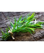 MBK 10 Bloodgood Maple Tree Seeds Fast Ship - $12.98