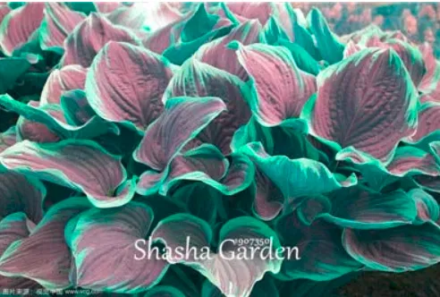 100 of Hosta Fragrant Plantain Lily - Perennial Flower Home Garden Ground AC - £6.17 GBP