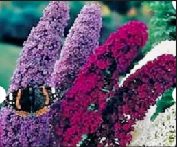  MIXED COLORS BUTTERFLY BUSH Flower 100 Seeds  - £7.82 GBP