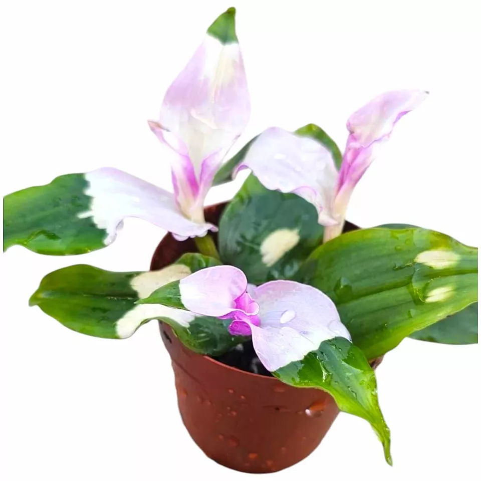 Tradescantia &#39;Blushing Bride&#39; Wandering Jew Plant Gardening USA Seller (... - $29.80