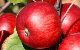 25 Brown&#39;S Apple Seeds For Garden Planting    From US - $10.48