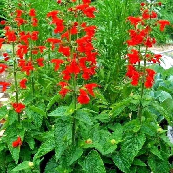 300+Scarlet Sage Flower Seeds Wildflower Container Drought Heat Cold Easy Fresh - £5.90 GBP