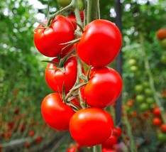 HeirloomSupplySuccess 10 Heirloom Small Red Cherry Tomato Seeds  - £2.74 GBP