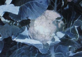 Cauliflower Bulk 500 Seeds Self Blanchelarge Head Garden Fresh USA Shipping - £13.47 GBP