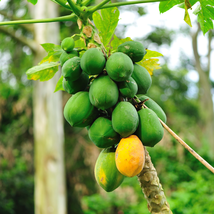 Yellow Papaya Yellow Skin Organic Fruit - 6 Seeds - $6.00