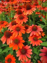 200 Adobe Orange Coneflower Daisy Seeds for Garden  - £6.36 GBP