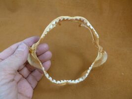 sj470-195-5) 5-1/8" Tiger SHARK jaw sharks jaws teeth taxidermy educational - $36.99