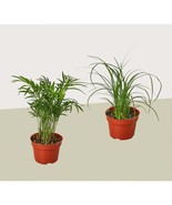 2 Palm Variety Pack / 4&quot; Pots / Live Plant / House Plant by House Plant ... - £7.47 GBP+