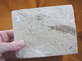 (F-567) fossil Ray finned bony Fish vertebrates specimen Green River Wyo... - $25.23
