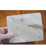 (F-567) fossil Ray finned bony Fish vertebrates specimen Green River Wyo... - $34.61 CAD