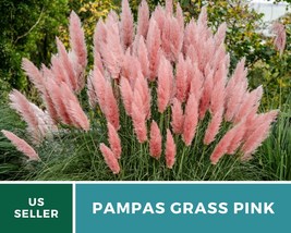 100 Seeds Pink Pampas Grass Seeds Cortaderia selloana Ornamental Grass Seed - £17.39 GBP