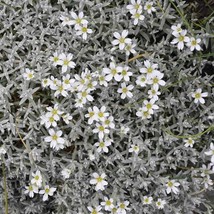 New Fresh Seeds Snow In Summer Seeds Cerastium Ground Cover Seed 10000 Seeds - £15.86 GBP