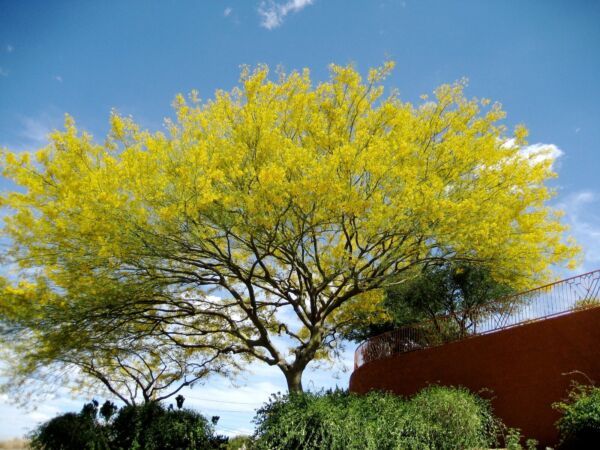 Mexican Palo Verde (Parkinsonia Aculeata) Desert Tree 25 Seeds (026C) Fresh Gard