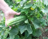 25 Cucumber Bush Seeds - Space Master Fast Shipping - $8.99