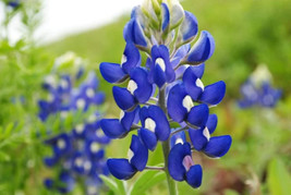 BPA 150 Seeds Texas Bluebonnet Lupine Lupinus Texensis FlowerFrom USA - £7.91 GBP