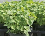 Green Leaf Holy Basil / Krishna Tulsi/Non-Gmo / Heirloom / Herb Fresh 50... - £4.70 GBP