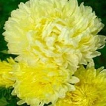 Aster Seeds Duchess Yellow Peony Aster 50 Seeds Flower Seeds Paeony Gardening US - $12.39