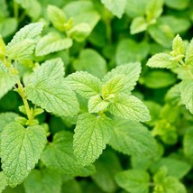 USA SELLER New 1500 Lemon Balm Melissa Officinalis Lemonbalm Fragrant He... - $14.90