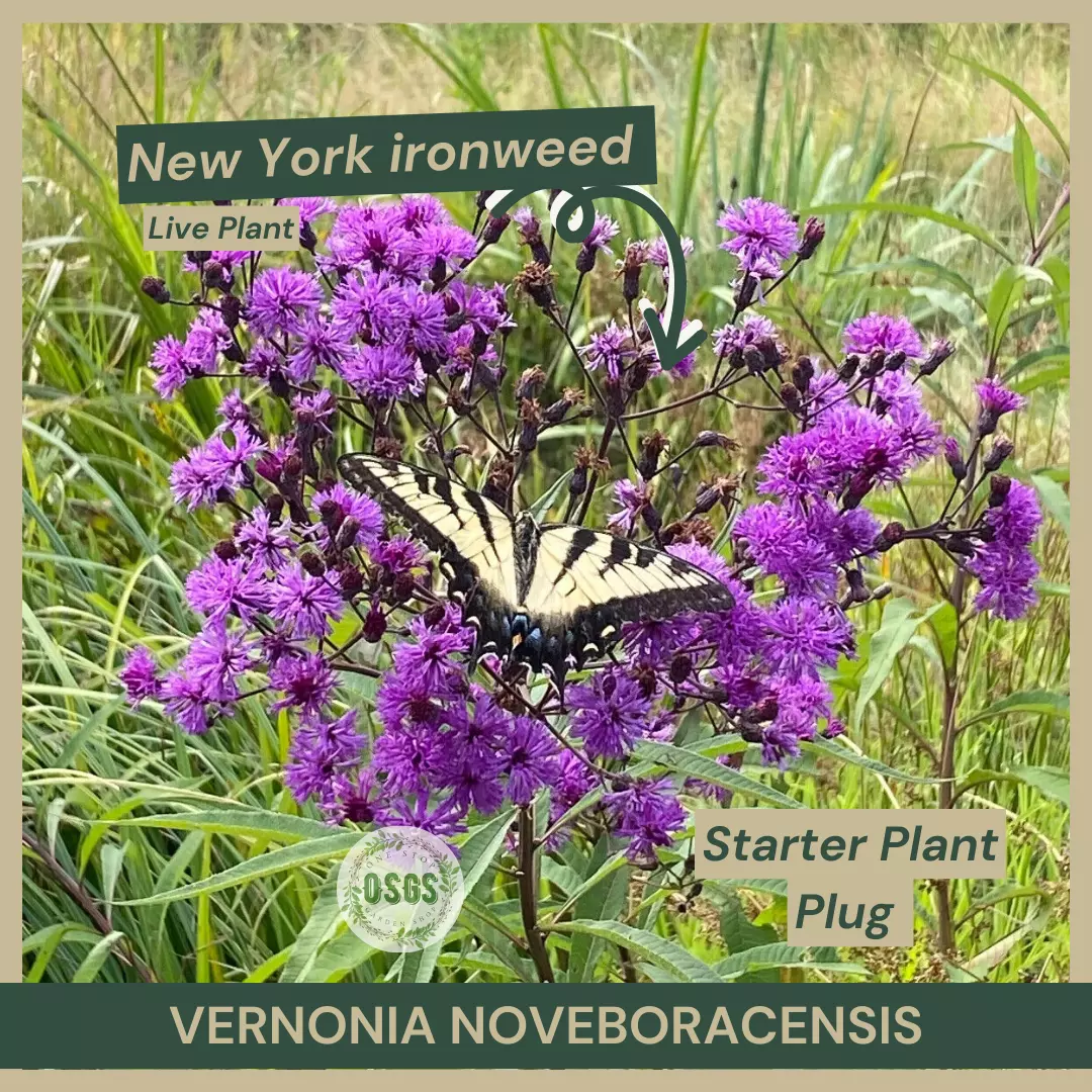 Vernonia noveboracensis | New York ironweed | Starter Plant Plug | Live ... - £27.40 GBP