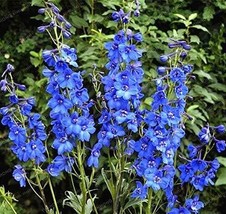 Perennial Delphinium Grandiflorum Seeds Blue Garden USA Shipping - $7.78