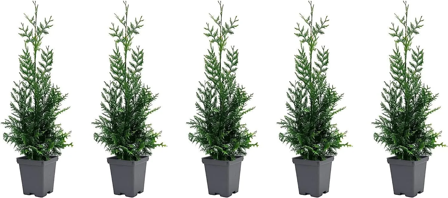 Thuja Arborvitae Green Giant Live Quart Size Plants Privacy Trees - £71.62 GBP