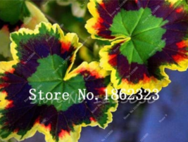 30  pcs/Pack Rare Blue Geranium Bonsai Perennial Rare Flower Bonsai for Indoor R - £3.58 GBP