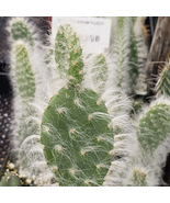 cactus Opuntia Snow Fuzzy Cacti Succulent real live plant - £34.67 GBP