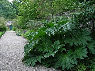 7 Gunnera Manicata Seeds-1042
