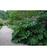 7 Gunnera Manicata Seeds-1042 - $2.98