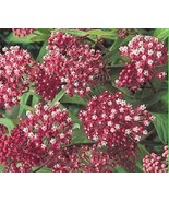 30 CARMINE BUTTERFLY WEED FLOWER SEEDS ASCLEPIAS PERENNIAL GREAT GIFT - £13.27 GBP
