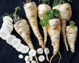 250 Harris Early Model Parsnip Seeds Fast Shipping - $8.99