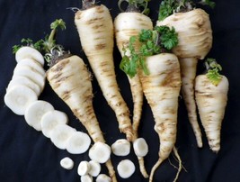 250 Harris Early Model Parsnip Seeds Fast Shipping - £7.18 GBP