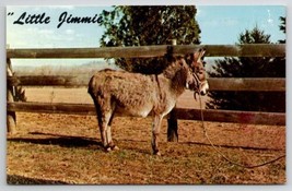 Sweet Burro Little Jimmie Smallest Mule Portsmouth OH Postcard R28 - $7.95