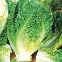 Little Gem Butterhead Lettuce Seeds Tortoise Food Cultivar Fresh Fast Sh... - $3.78