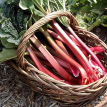 25Pcs Rhubarb Victoria Vegetable Seeds Rheum Rhabarbarum Seed - $19.84