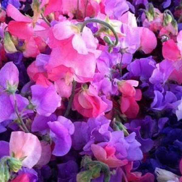 30+ Navy Blue Sweet Pea Lathyrus / Most Fragrant / Flower Seeds. - $5.59
