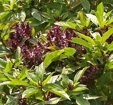 SHIP FROM US 160,000 Thai Basil Culinary Herb Seeds, ZG09 - £85.39 GBP