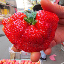 “ 5000 PCS seeds New Organic Giant Strawberry, Really Huge and Sweet GIM “ - £29.09 GBP