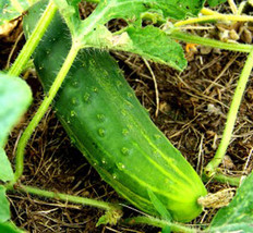 PWO 25 Seeds Pot Luck Cucumbers Planting Edible Food Canning Pickling - £3.53 GBP