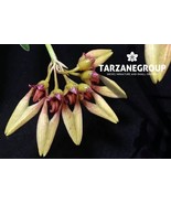 BULBOPHYLLUM / CIRRHOPETALUM BAUCOENSE SMALL ORCHID MOUNTED - $992.24 MXN