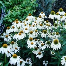 25 Pcs White Swan Coneflower Flower Seeds #MNSS - £11.94 GBP