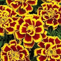 USA SELLER Durango Bee Marigold 25 Seeds We Sell Over 1000 Kinds Of Seeds Fresh  - £14.88 GBP