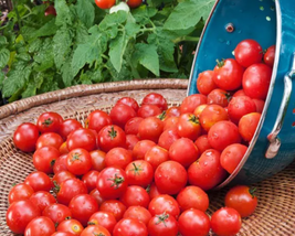 Husky Cherry Red Tomato Seeds - $13.17 CAD