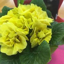 Geranium Purely Greenish Yellow Big Blooms Flowers, 10 Seeds - £9.53 GBP