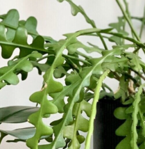 Cutting - Epiphyllum anguliger &#39;Ric Rac Cactus&#39; - 4-6 INCHES Unrooted Plant - $14.00+